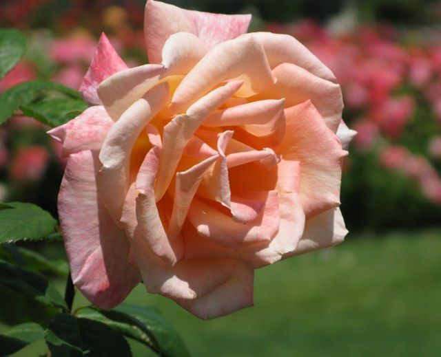  photo SummerDeamatsjmunigardwarriner86IMG_1220_zps14fd69f2.jpg